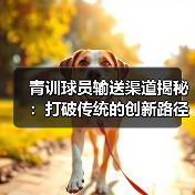 青训球员输送渠道揭秘：打破传统的创新路径