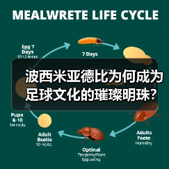 波西米亚德比为何成为足球文化的璀璨明珠？